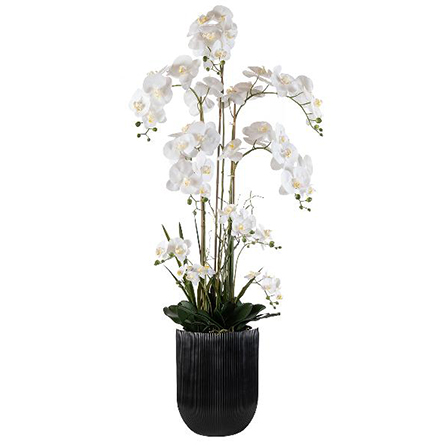 Phalaenopsis белого цвета в кашпо 100 см (5 веток) 15612