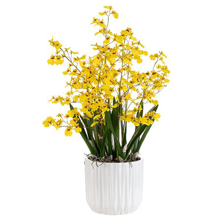 Dancing orchid желтого цвета 78см 15613