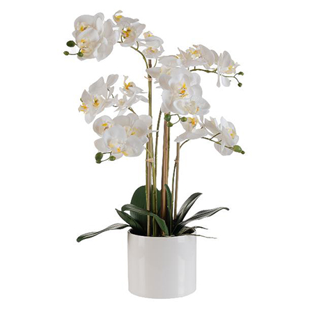 Phalaenopsis белого цвета в кашпо 62 см (6 веток)