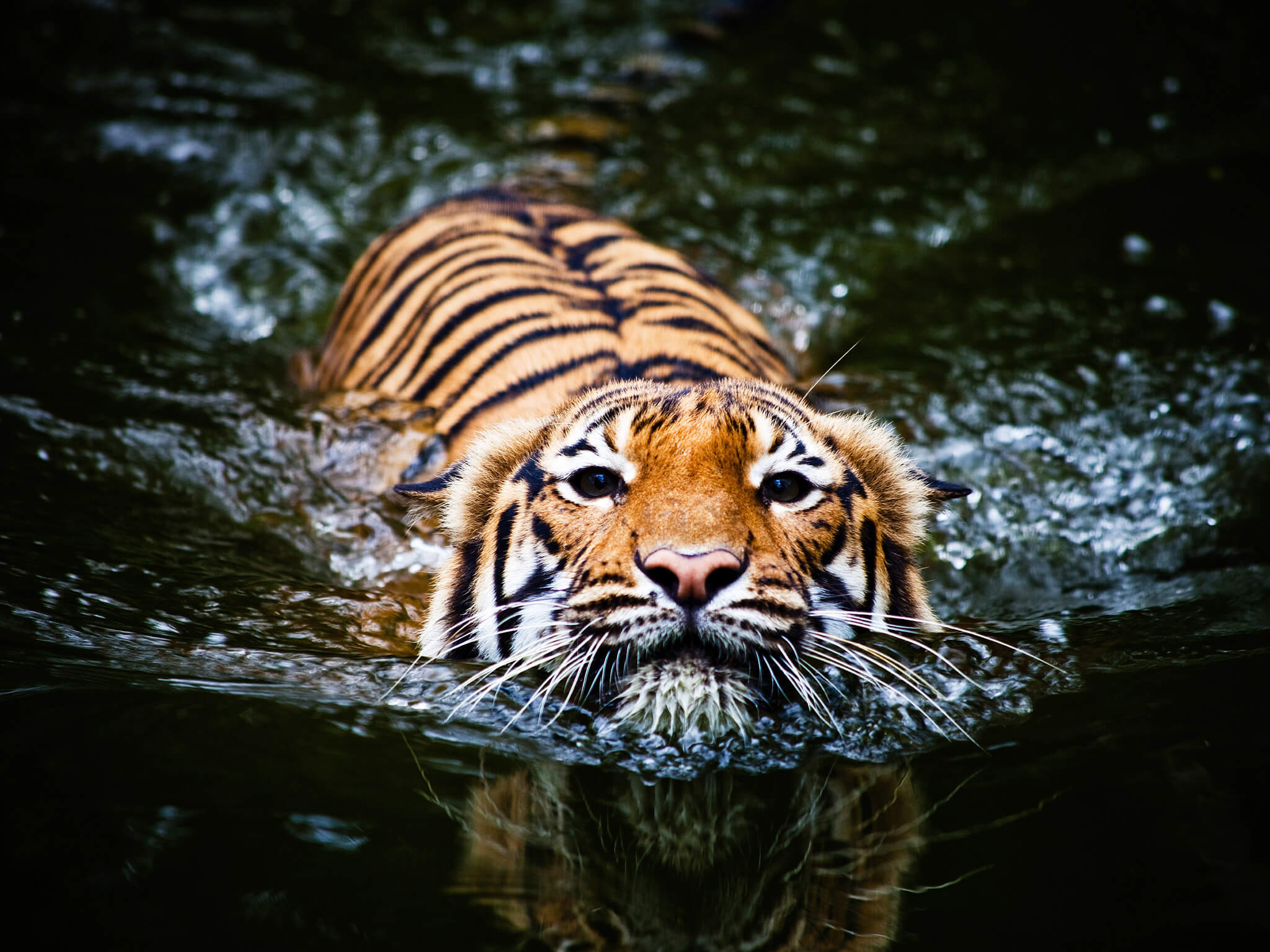 Водка, тигры и трюфели